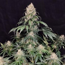 Medikit - Feminized Seeds, 10 pcs, Buddha Seeds