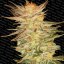 Icecream 3 ks, feminizované semená Paradise Seeds