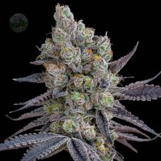 Silent Seeds Açai Jelly feminizované semená