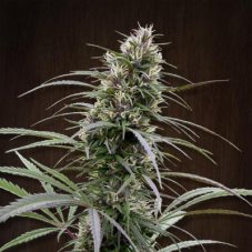 Ace Seeds Congo feminizovaná semena