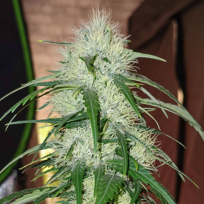 TNT Trichome - feminizovaná semena 3 ks, Super Sativa Seed Club