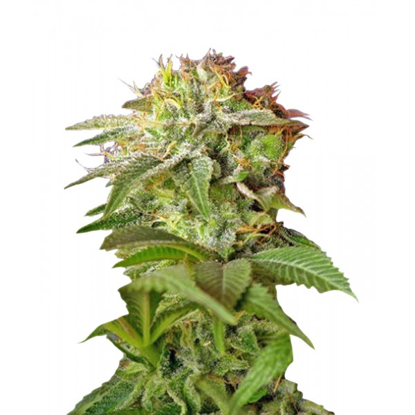 Green Poison Auto - 5 bucăți de semințe autofloritoare Sweet Seeds