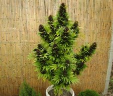 Holland's Hope - Feminized Seeds 10 pcs Dutch Passion