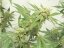 Jack Flash N.5 5 ks feminizované semená Sensi Seeds