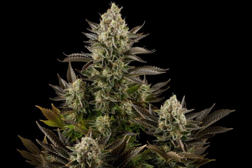 White Widow - 10 feminized Dinaf seeds