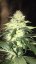8 Ball Kush – feminizované semienka 10 ks Barney Farms
