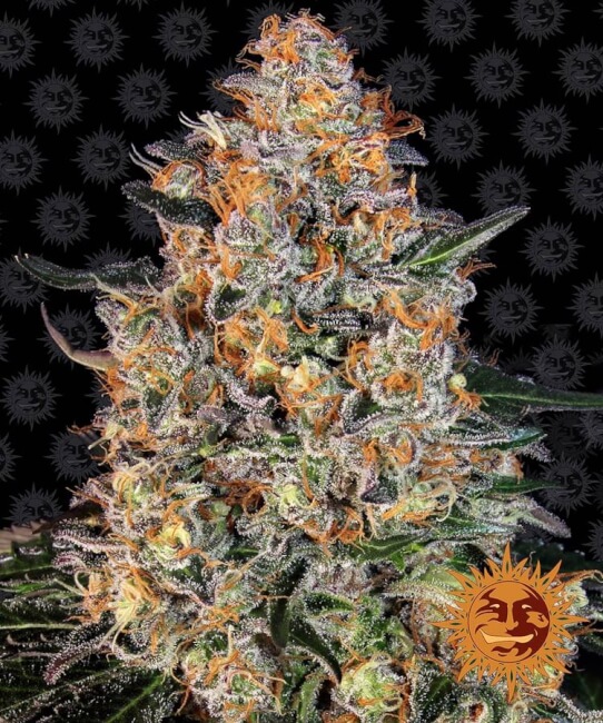 Bubba Kush Feminizowane Nasiona - 1