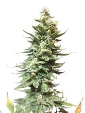Amnesia Fast - feminisierte Samen 3 Stück Seedsman