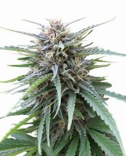 Seedstockers Frizzy Kush feminized seeds