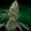 Sin Tra Bajo Auto - fem. A autoflowering semienka 3ks Barney´s Farm