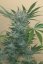 Black D.O.G. - feminizovaná semínka 3ks Humboldt
