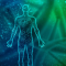 More Than 10 Ways to Support the Endocannabinoid System Without Cannabis