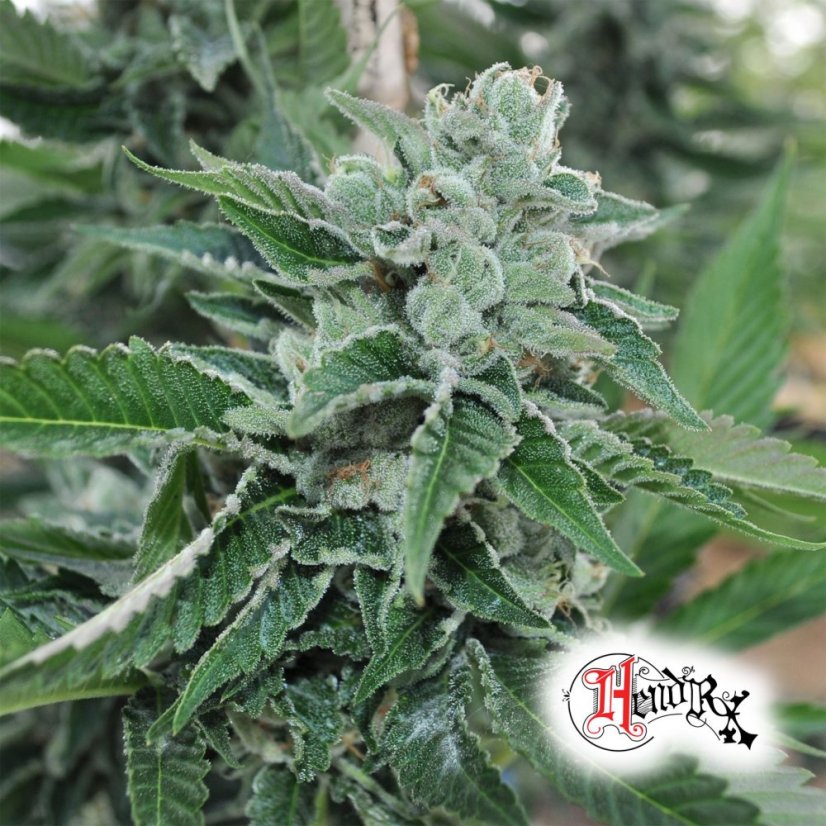 OG Kush - feminizovaná semienka 5ks Humboldt