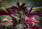 Are purple and red cannabis stems a cause for concern?
