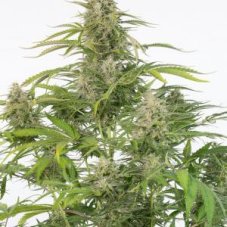Ser Autoflowering CBD - fem. i nasiona autoflowering 5 sztuk Dinafem