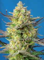 Sweet Cheese XL Auto Feminizowane Nasiona