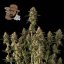 Jack Herer Auto Feminizowane Nasiona - 10