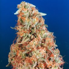 Power Plant - feminized 3pcs Dutch Passion seeds