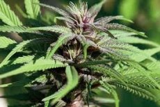 Crimea Blue - nasiona feminizowane 10 szt. Barney's Farms