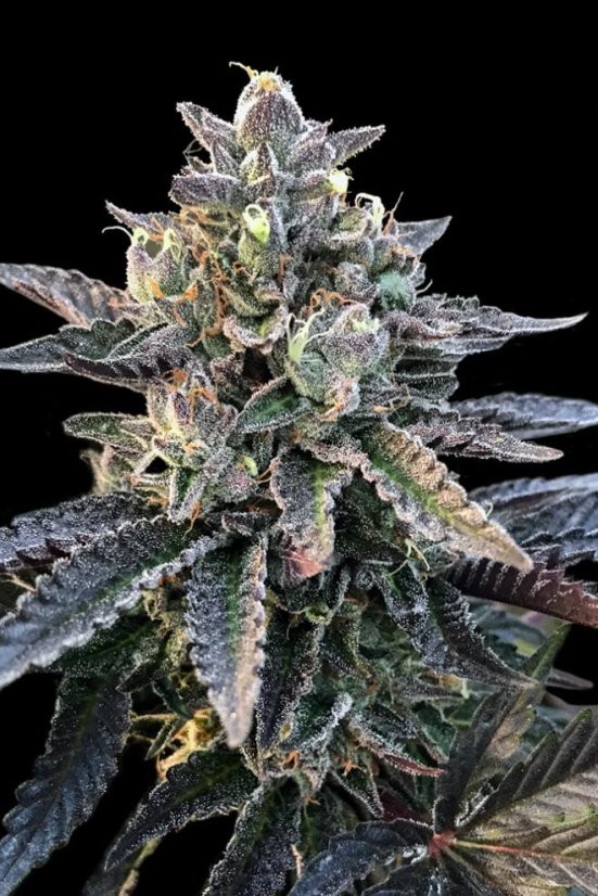 Gelato Sorbet - feminisierte Samen 6 Stück DNA Genetics