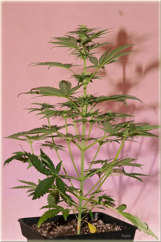 Black Jack Fast Version - feminizované semienka 10 ks Sweet Seeds