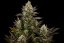 White Widow - 10 feminized Dinaf seeds