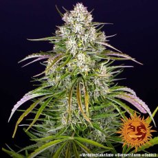 Wedding Cake Auto - feminized seeds 10 pcs, Barney´s Farm