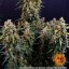Strawberry Cheesecake Auto - autoflowering semená marihuany 10 ks Barney´s Farm