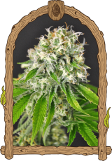 Exotic Runtz - feminizované semená, 5 ks, Exotic Seed