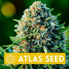 Gummibears Auto - autoflowering marijuana seeds, 5pcs Atlas Seed