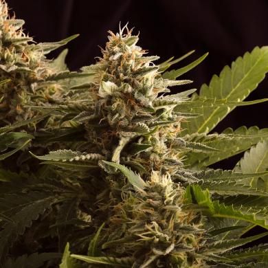 Colombian Jack - 10 sztuk nasion feminizowanych Kannabia Seeds