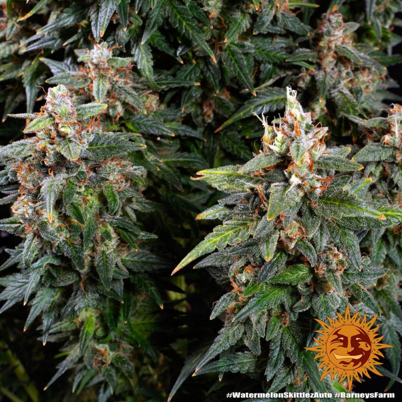 Watermelon Zkittlez Auto - autoflowering semena marihuany 10 ks Barney´s Farm