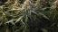 Blue Kush - feminizowane nasiona 5 sztuk Dinafem