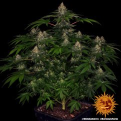 Shiskaberry - feminized marijuana seeds 5 pcs Barney´s Farm