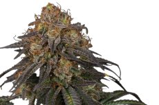 Mandarin Panties - feminized cannabis seeds 5 pcs Seedstockers Superior