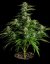 Medusa F1 - autoflowering Marihuana Samen 3Stck, Royal Queen Seeds