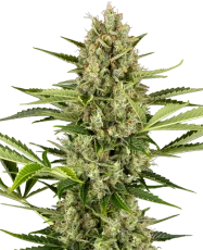 Jack Herer Selbstblühend, 5 Stk, Sensi Seeds