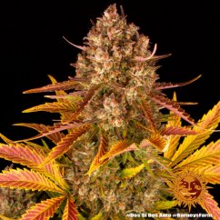 Dos Si Dos Auto - autoflowering marijuana seeds 5 pcs Barney´s Farm