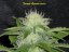 Sweet Chesse Auto – 10 ks autoflowering semien Sweet Seeds