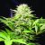 Wappa - 5 ks feminizované semená Paradise Seeds