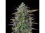 GOATlato Auto - autoflowering 5ks - Royal Queen Seeds x Mike Tyson