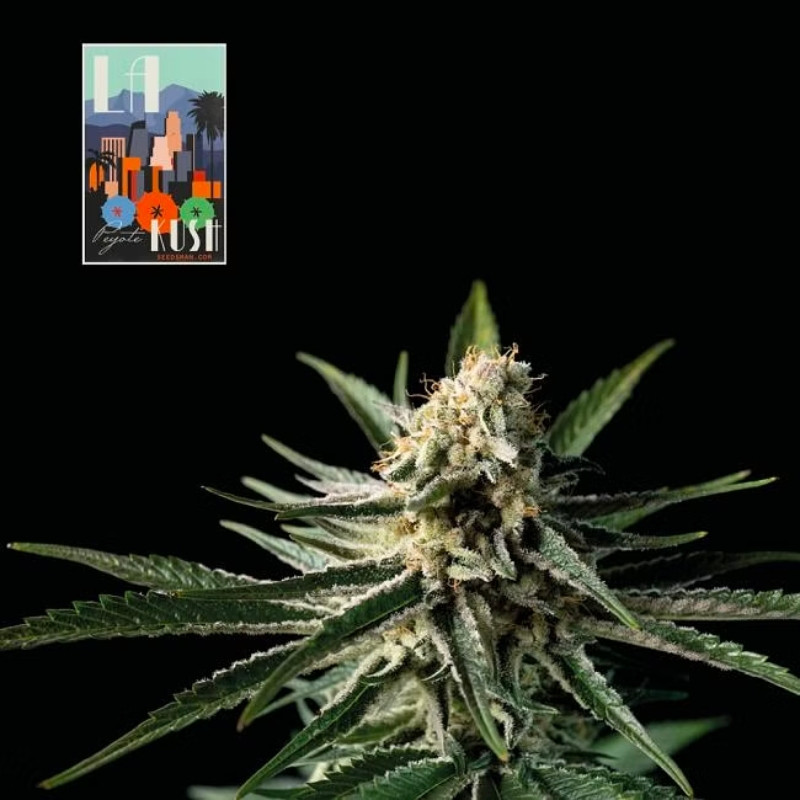 L.A. Peyote Kush - feminizovaná semena konopí 10 ks, Seedsman