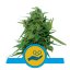 Solomatic CBD - Feminized and Autoflowering Seeds of 10 Royal Queen Seeds