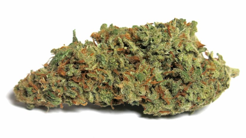 Red Dragon – feminizované semienka 10 ks Barney Farms