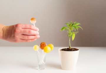 Warum Sie keine CBD-Lutscher kaufen sollten: Mögliche Risiken und bessere Alternativen