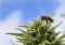 Bees and Hemp: An Unexpected Alliance with Surprising Results!