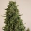 Doctor's Choice n.1 - autoflowering seeds 5 pcs, Doctor's Choice