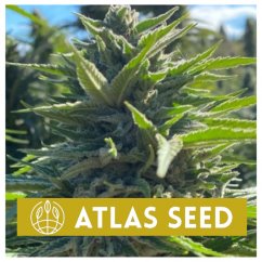 Wedding Cake Auto - samonakvétací semena marihuany 5ks Atlas Seeds