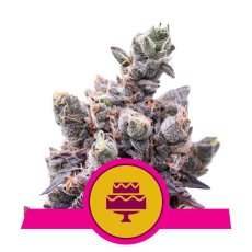 Wedding Gelato - feminizované semienka 3 ks Royal Queen Seeds