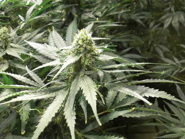 AMS - semínka 10 ks (Outdoor), feminizovaná semínka Green House Seeds